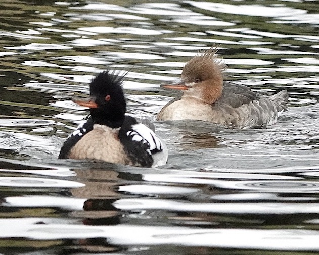 merganser